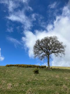 Arcadia Shepherds Hut - 6