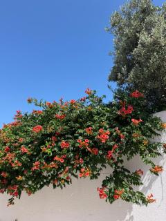 Sunset Garden Apartment 2 - 4