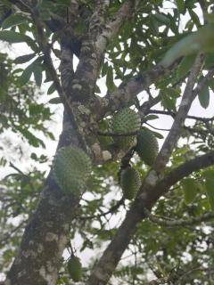 Soursop Hostel - 8