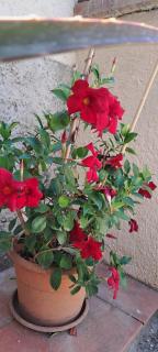 Camerota Basic Appartamenti - 7