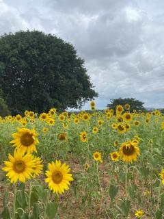 The Cocoa Place - Bandipur Farm Stay - 8