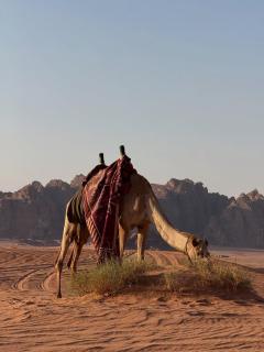 Bedouin Luxe Camp & Tour - 5