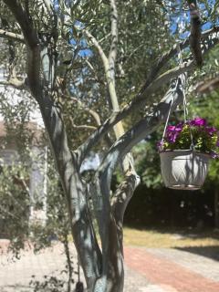 Guesthouse - Durazzo - 2