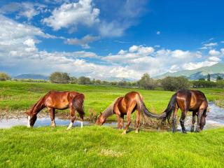 Asylbek Guesthouse horseback riding tours - 5