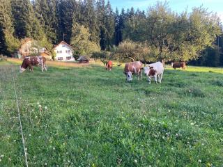 Wiesenbett unterm Nachthimmel - 1