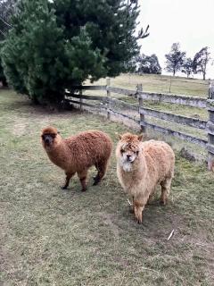 Mountain Dreaming Farm 山居 - 2