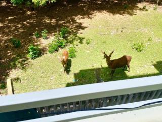 Deerland View Escape with Pool, 2BedRoom Apartment - 0