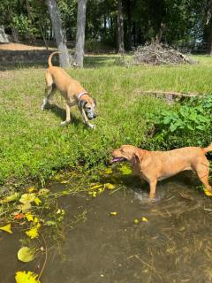 River Rock Lake House, East Texas Sleeps 10 Pet Friendly Upscale Luxury - 1