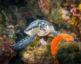 Restorations Tobago - Shin Nest - 3