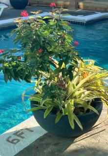 Restorations Tobago - Shin Nest - 2