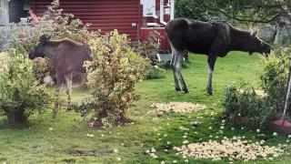 Campinghytte i skogen - en time fra Oslo - 9