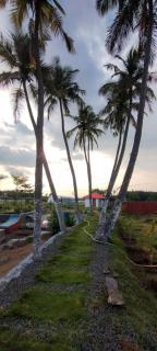 Mandarai - 3
