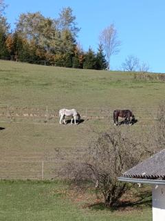 Wiesenblick - 3