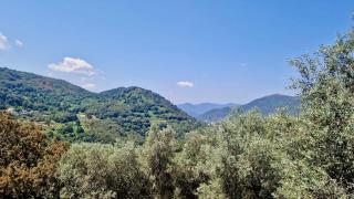 Appartement au coeur des oliviers - 0