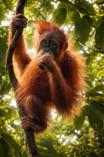 Trek Sumatra Orangutan Lodge - 8