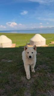 Son-Kul A-Frame & Yurt Camp - 5