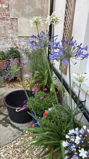Courtyard Garden Flat - 3