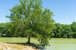 Chalets Camping Lacs d'Armagnac - 3