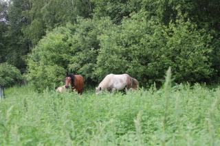 Agroturystyka u Basi i Waldka - 7