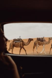 Pulse Desert Camp - 4