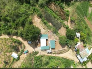 Onera Farm - Cattle in Ilocos Norte - 0