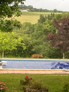 Le Maine Vérac Piscine et Vue - 8