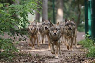 Wolfcenter Gästezimmer - 7