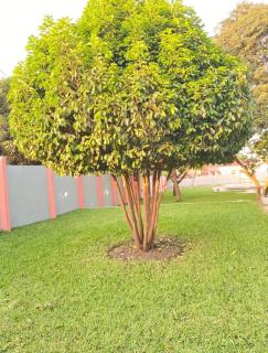 Orange wood home - 1