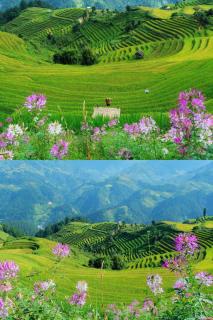 Mùa Vàng Homestay Mù Cang Chải - 6