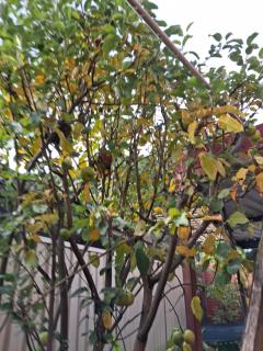 Rana's House - 2
