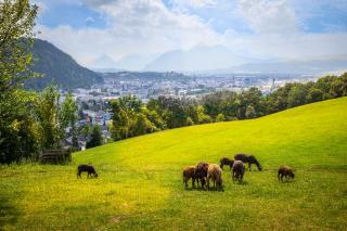 Stadtbauernhof Salzburg - Ferienwohnung - Gut Unterleithen - farm & the city - 6