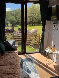 The Horse Box - 2