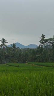 Rumah Subur Wayan Ari - 8