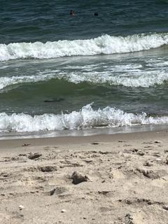 Hyannis Port - Oasis by the Sea - Stroll to 2 Beaches - 1