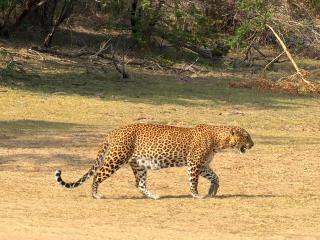 Lake Lower Hotel & Yala Safari - 9