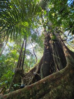 Don Jaime Amazon Lodge-Tambopata - 4