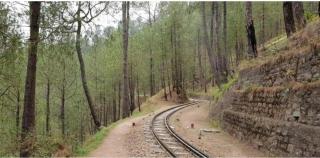 The Woods View Kasauli - 1