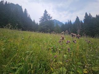 Apartament de vacanta Criss - 4