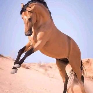 اليمن - 1