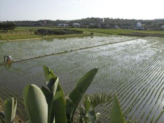 Beras Manor Kenting - 3