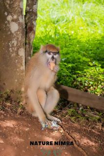 Nature Nimba GN - 9