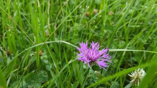 Wiese im Obstgarten - 9