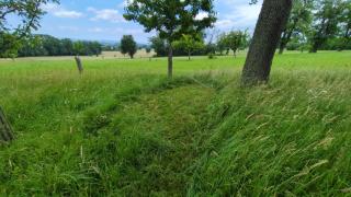Wiese im Obstgarten - 8