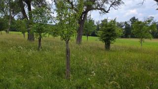Wiese im Obstgarten - 4
