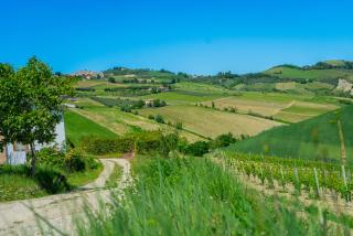 Podere Sorrentino - 1
