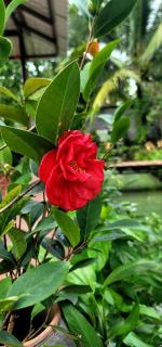 Phuc Sinh Homestay - 7
