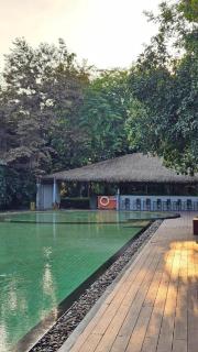 The Buffalo Amphawa - 1