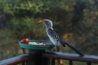 Vaalkop Dam Reserve Log Cabin, Self-Catering, Beestekraal - 2
