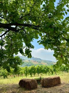 Cascina Piandamiane, Dimore di Langa - suite Elvira, country house nella natura delle Langhe - 5