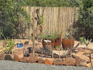Ingwe Bush Lodge - 2